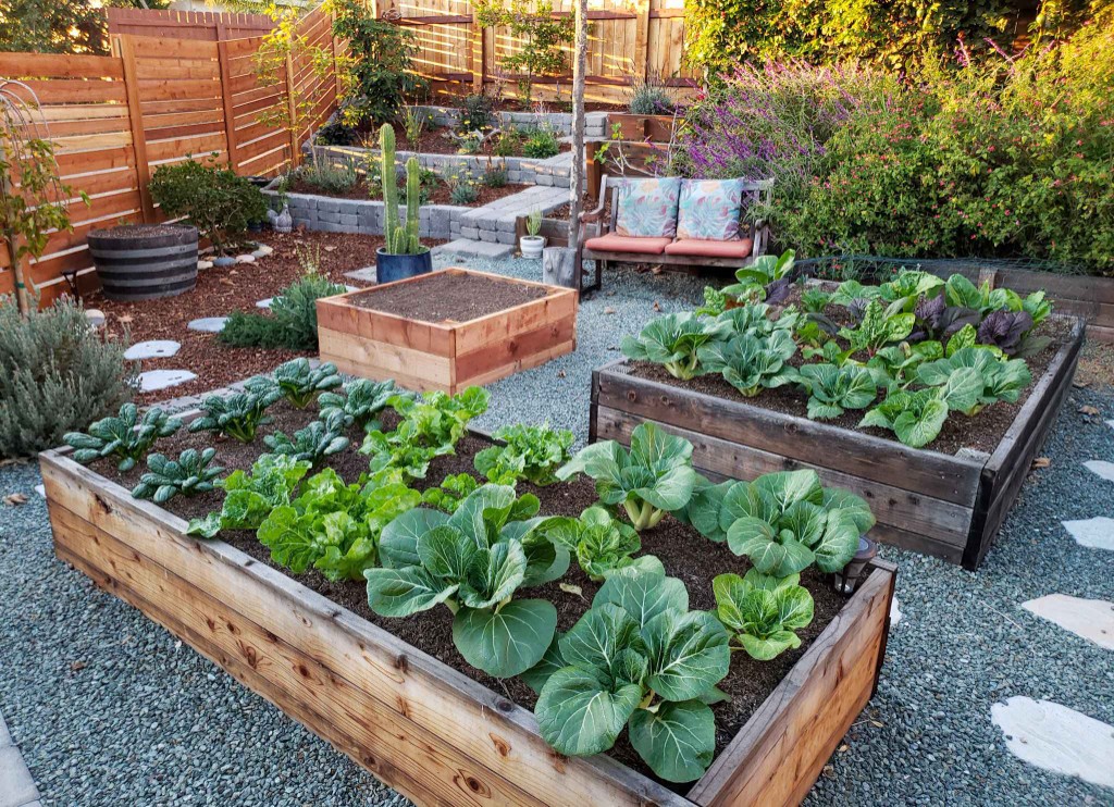 Raised garden beds filled with greens, set in gravel beside a wooden fence.